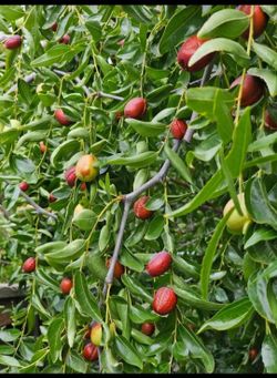 Jujube Fruit Tree