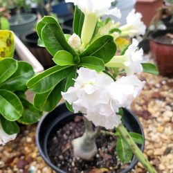 Desert Rose Double Flowers 