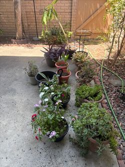 Plants Take All $25