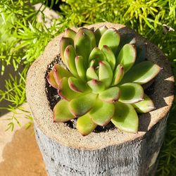 Succulents In Wood Pot 