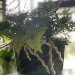 Rabbit Foot Fern