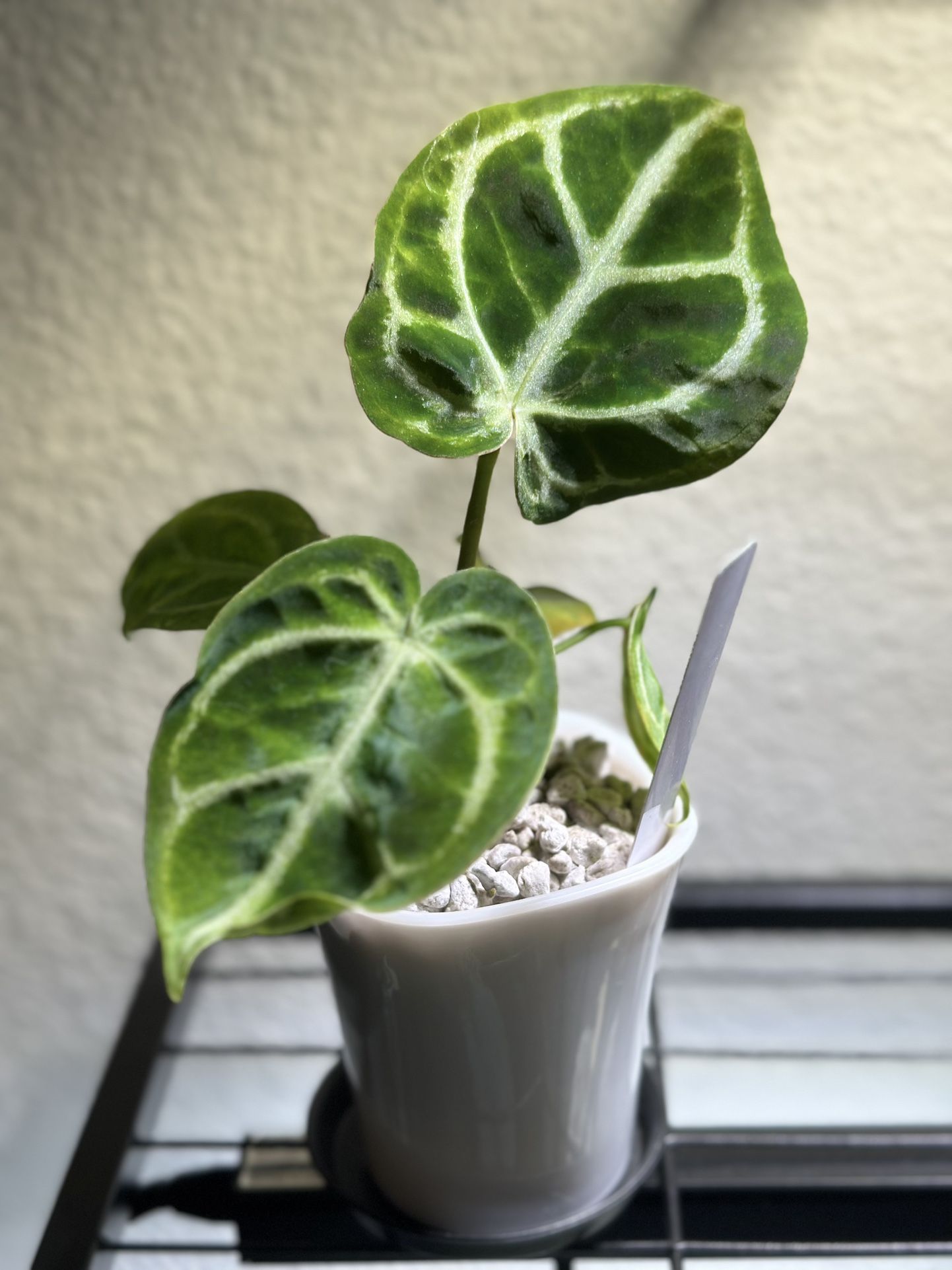 Anthurium (Read Description)