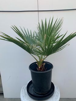 Palm tree