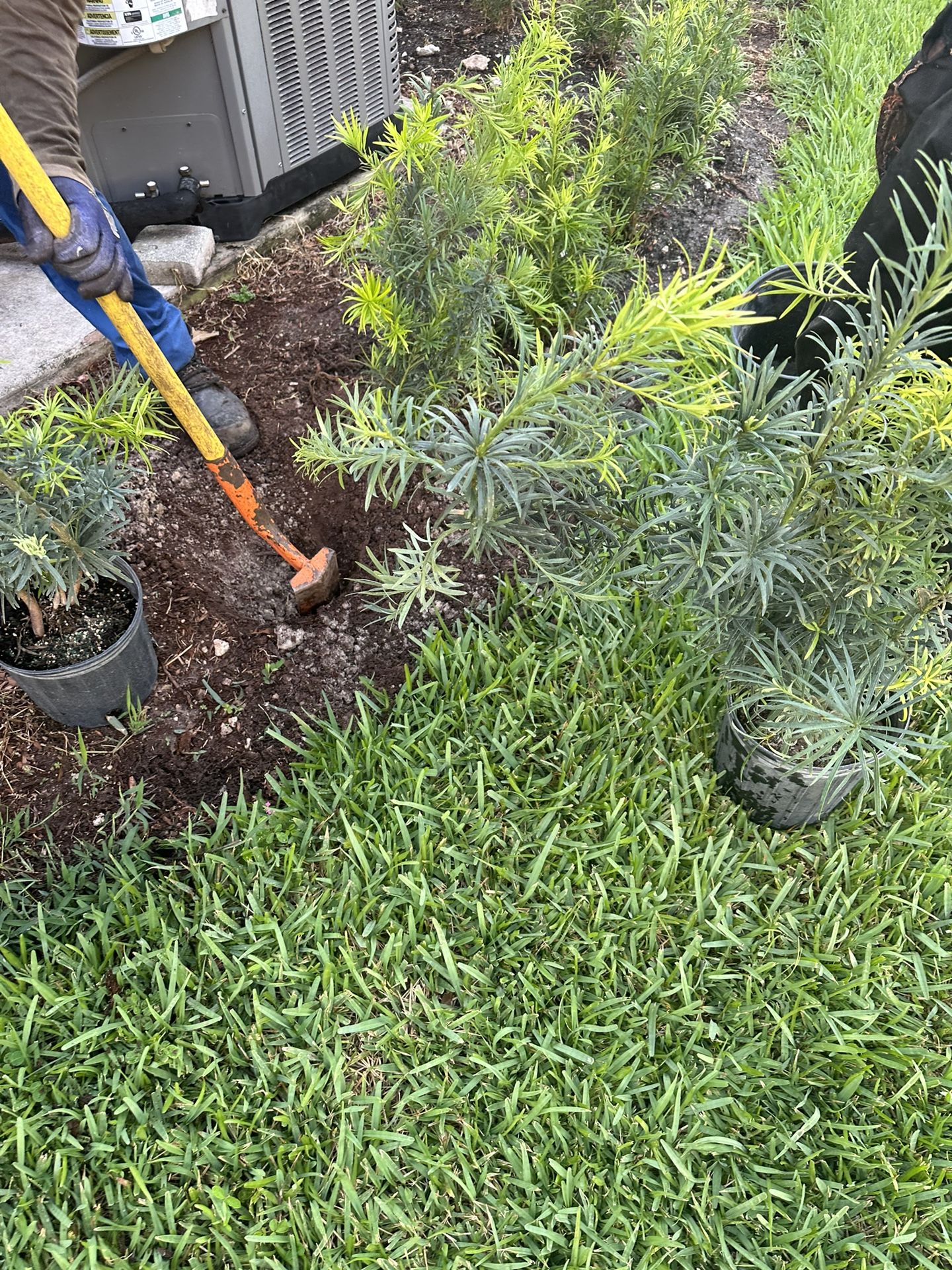 Plants 