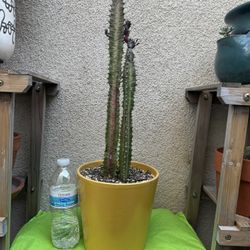 African Milk Tree Cactus Plant
