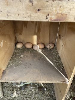 Gallo Y Gallinas Ponedoras