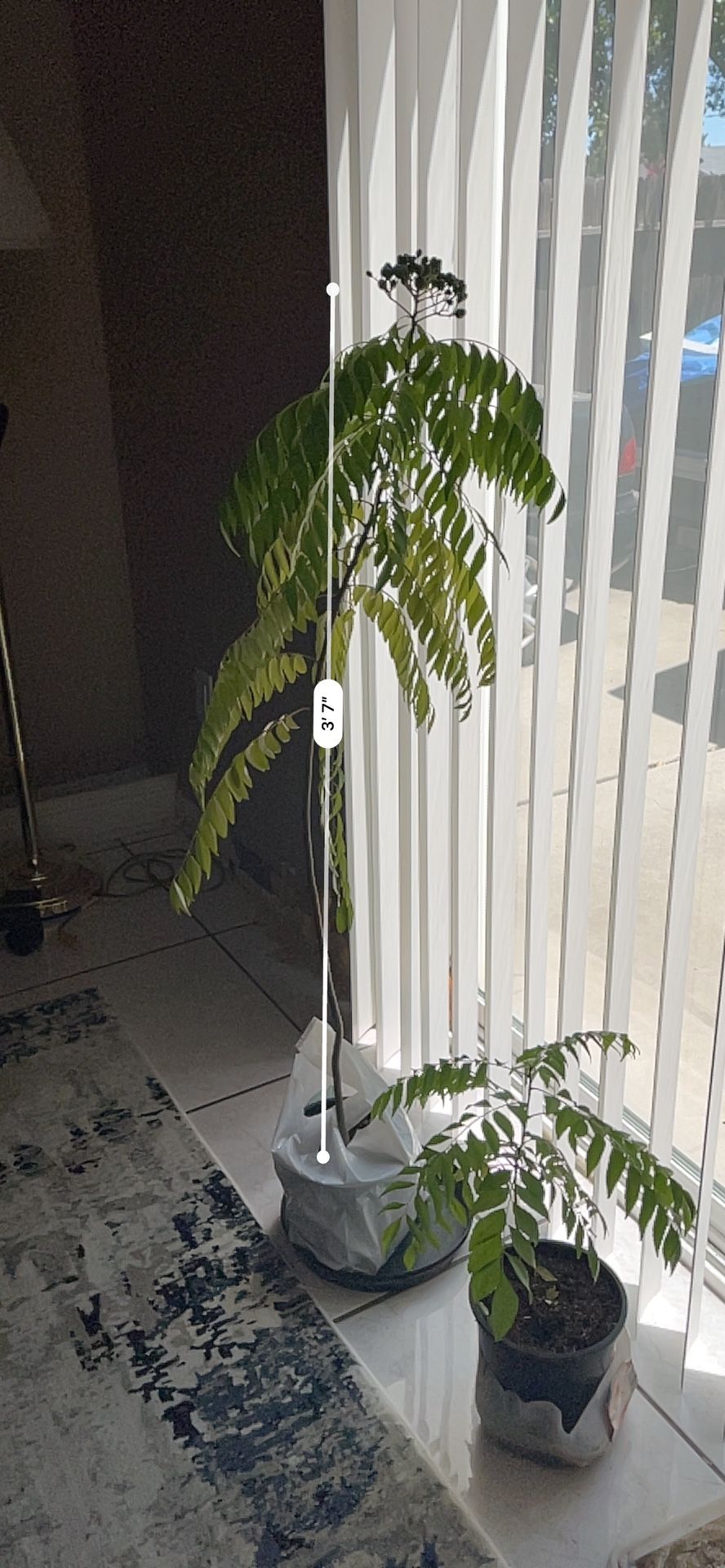 Organic curry Leave Plant Best In Town