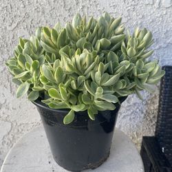 1.5 Gallon Pot Succulent Plant - Crassula Swaziensis Variegata - Money Maker Variegated - Rooted & Established Plant - Drought Resistant 🪴