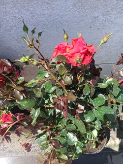 Roses  Assorted Colors