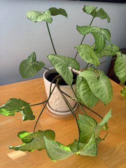 Philodendron Live Houseplant