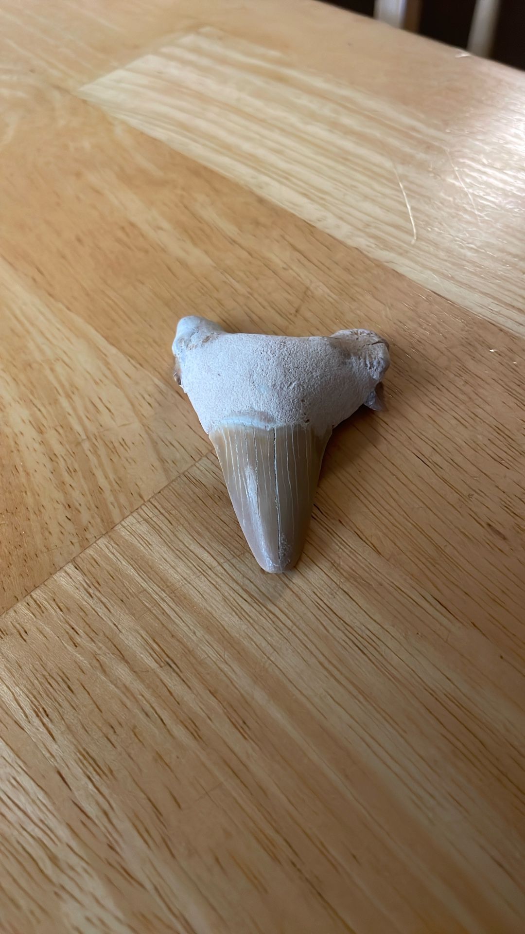Fossilized Shark Tooth