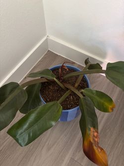 Plant