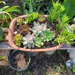 Plantas