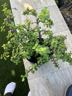 Green Elephant Bush 2 Years Old Healthy Plant
