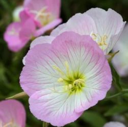 Pink primrose garden flowers