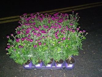 2 Purple Mum Perennial Trays