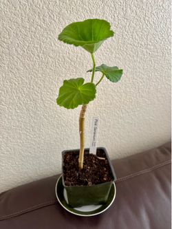 Healthy Pink Geranium Starter Plant!
