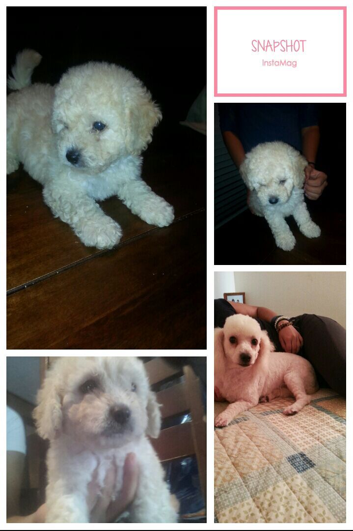 Toy poodles