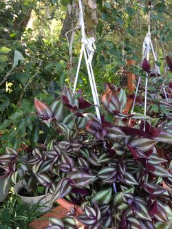 This beautiful plant hanging pot , jut $20!