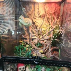 Snake Enclosure 