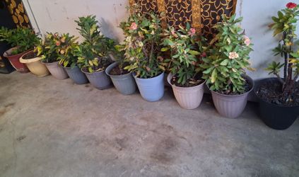 Thailand Money Plants
