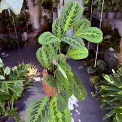 4” Maranta ‘Lemon lime’ $13.99💚🖤💚