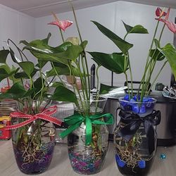 Real Live Plant & Betta Fish In A Vase for Sale in Raleigh, NC - OfferUp
