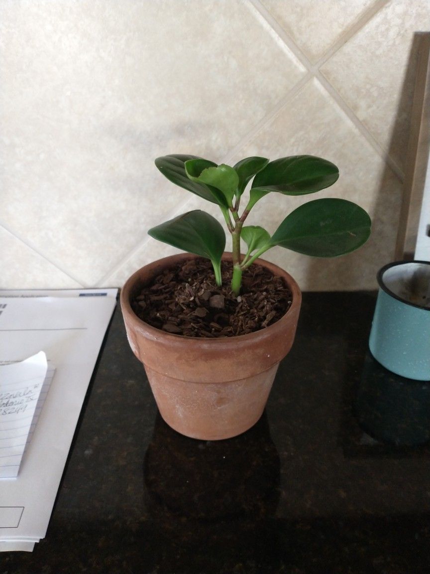 House Plant In Terracotta Pot