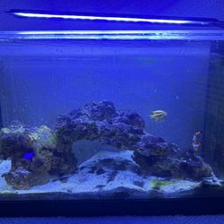 Saltwater Fluval Tank