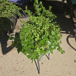 Succulent Pot With Sunny Red Rose And Elephant Food