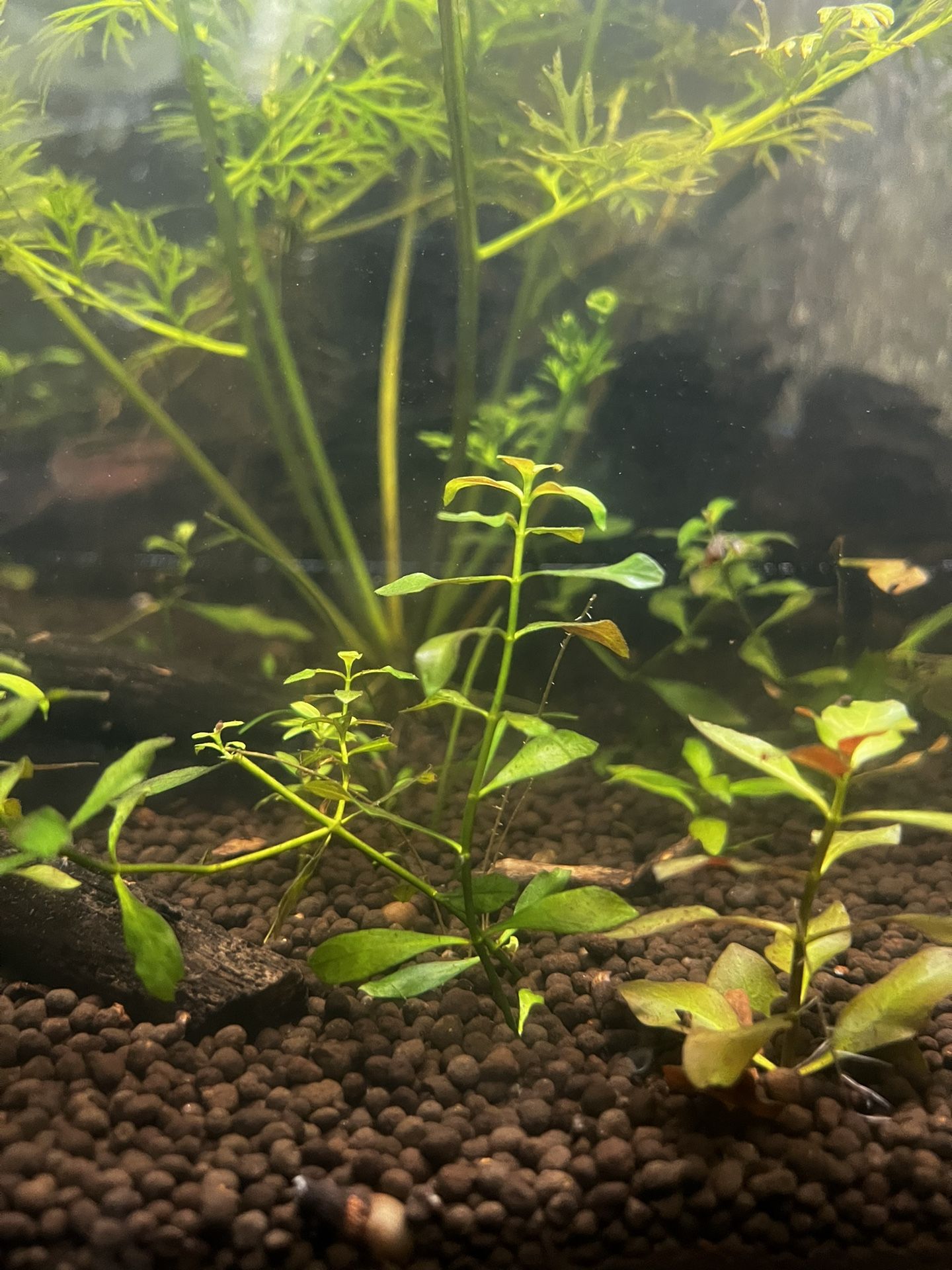 Green ludwigia aquatic fresh water plant