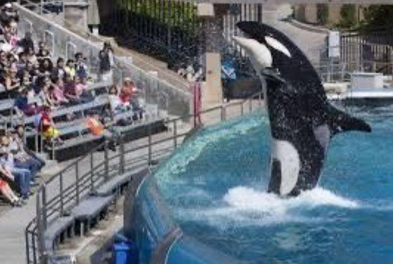 Seaworld San Diego Tickets