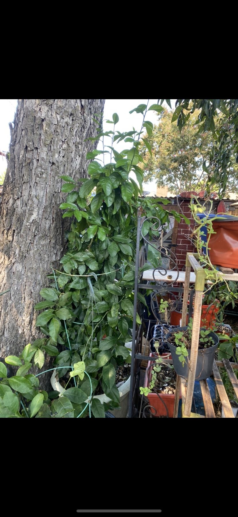 Arbol De Naranja 🍊 Queda Uno De Limón Y Matas Bananas 🍌 