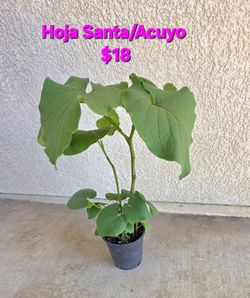 🌿Hoja Santa/Acuyo/Mexican Pepperleaf🌿🪴