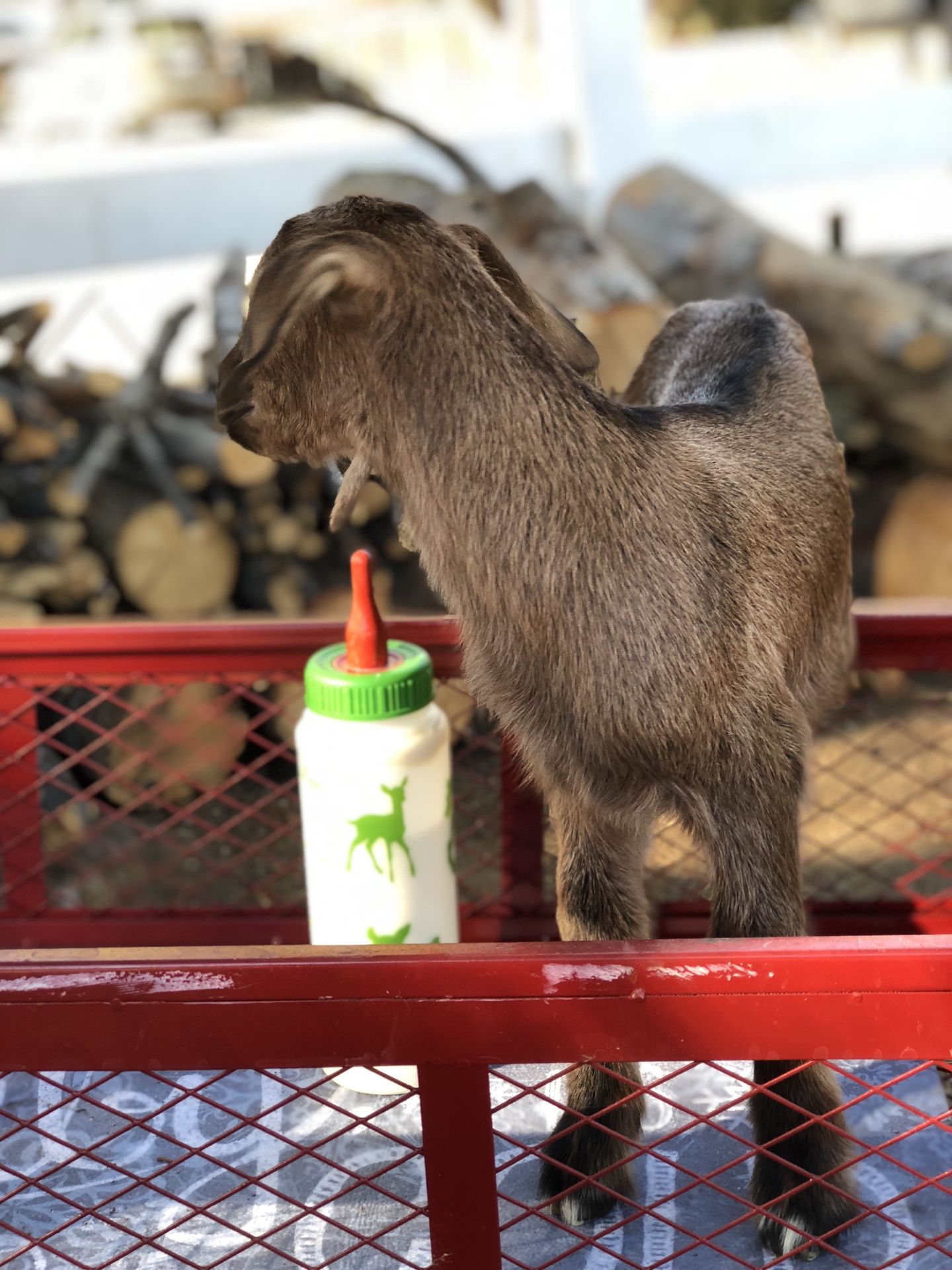 Baby goat (Chivo)