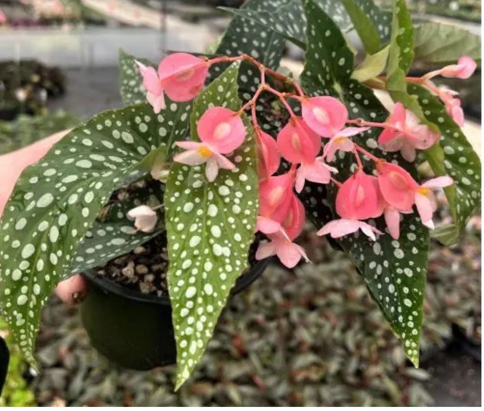 Begonia Maculata Silver Spot Polka Dot