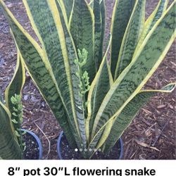 Sale$45ea/was$55ea, P/u 3:4 Blocks From Mcgeorge Law School