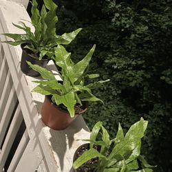 Crocodile Fern | Microsorum musifolium | Crocodylus Fern | Grows into a Large Plant