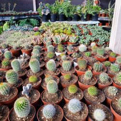 Cactus