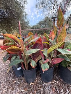 Canna Lily. (Orange color)
