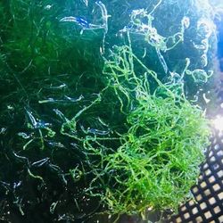 Chaeto algae from clean reef tank