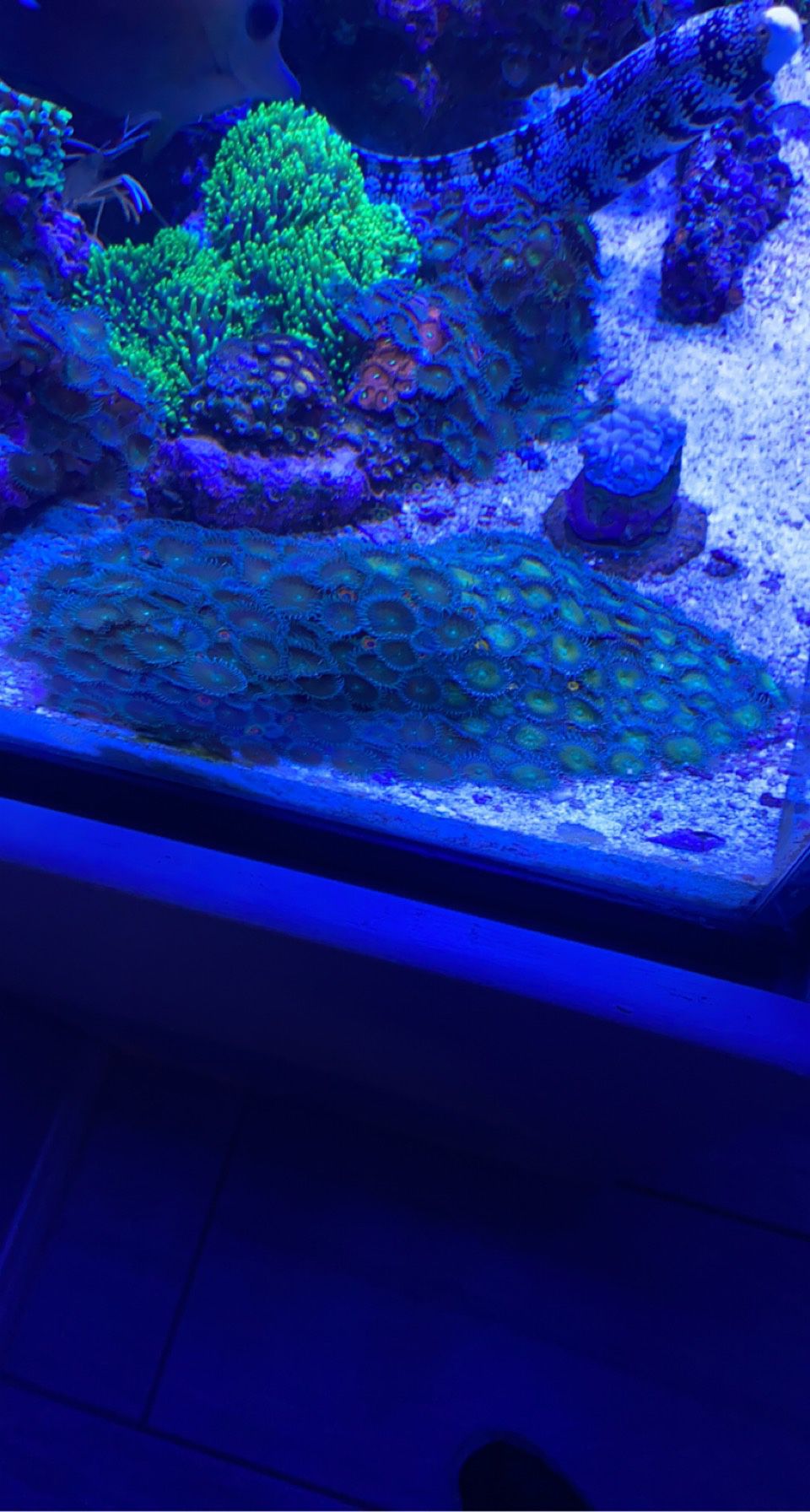 XL Mixed Zoanthid And Paly Colony