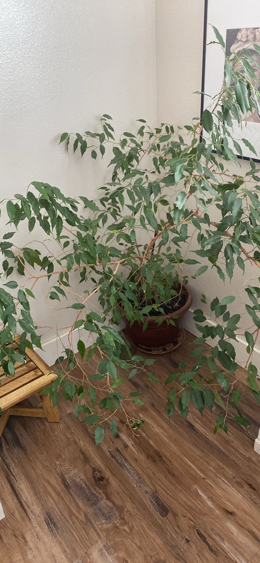 Ficus Plant