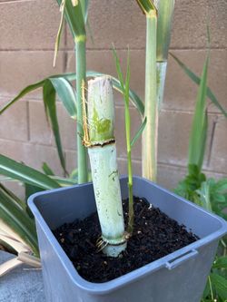 Sugarcane plant in pot