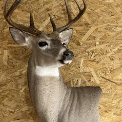 Taxidermist 