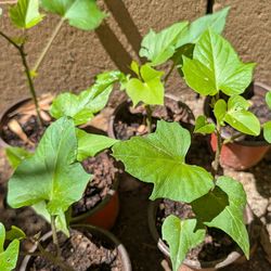 Organic sweet potato leaves plants