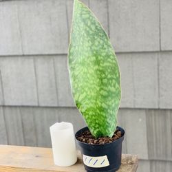 Live Indoor Whale Fin Snake 🐍 plant in a plastic nursery planter pot—firm price