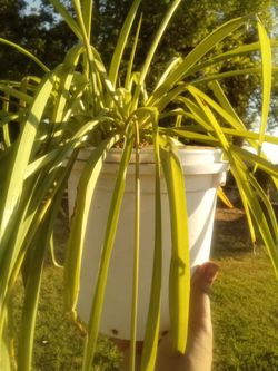 Air-Purifying Spider Plant 🌿 Easy Care • Pet Safe • Bakersfield
Planta Cinta Purificadora 🌿