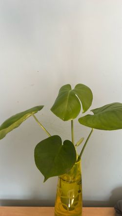 Plant
