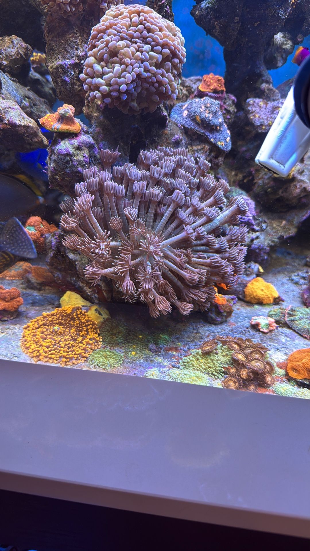 Plastic Aquarium Goni Decoration